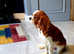 Cavalier king Charles spaniel female