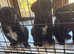 Need to find new homes!!!! Lab X Collie