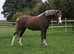 Welsh section B 2yr old filly