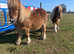Field for three Shetland ponies