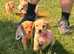Golden cocker spaniels