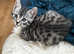 Luxury spotted Egyptian MAU silver kittens TICA & GCCF