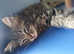 Half Persian, Half Japanese Bobtail Tabby Kittens