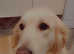 Lovley golden retriever girl