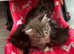 Mainecoons
