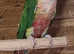 CONURES BREEDING PAIR