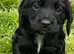 Beautiful Working Cocker Spaniel Puppies