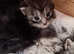 Adorable  full breed  maincoon babies