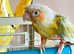 Parrot pineapple Conure parakeet bird delivery can be arranged for sale hand reared not tame