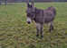 Donkeys for Sale - Must Go Together