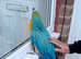 FULLY TAME BLUE AND GOLD MACAW