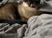 Male Adult Siamese Cat