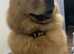 Female chow chow for sale