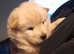 Beautiful chunky chowski puppies