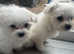 I have 2 beautiful girl Maltese for sale