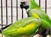 Very beautiful young darbyan parrot