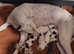 Saluki lurcher puppies ready now for sale