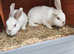 Super friendly lop sisters with two tier 6ft hutch