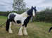 Handsome coloured gelding for sale
