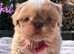 Stunning Quality Pure Bred True Karashishi Imperial Shih Tzu Girl