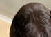 Kc registered chocolate Labradors