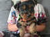 Beautiful Yorkshire Terrier Puppies Ready Soon