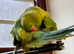 Beautiful young baby ndian ringnick parrot