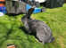 Rusian Blue Giant