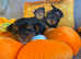 Beautiful small Yorkshire Terrier 2girls Pedigree