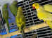 Indian ringneek parrots Glasgow