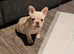 2 kc registered French bulldog puppies