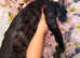 TICA SILK SMOKE PANTHER ED. EGYPTIAN MAU X BENGAL