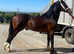 Future stallion
