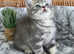 2 AVAILABLE READY NOW OUTSTANDING TICA KITTENS