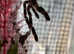 Peocilotheria regalis