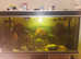 350L Tropical Fish Tank with White Stand, Full Set Up and Fish
