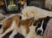 Saint Bernard puppy