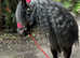 Head turner hairy fell pony (not a child's ride)