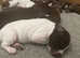 KC reg German Shorthaired Pointers, male/female, liver/white and solid liver
