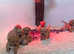 Beautiful Fox Red Labrador Puppies
