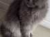 Missing British longhair
