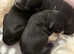 Outstanding F1 Korean/Asian Maltipoo Puppies