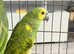 Stunning baby Amazon parrot