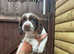 Male Springer Spaniel