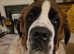 Saint Bernard puppy