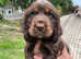 Beautiful cocker spaniels, health tested parents