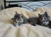 Maine Coon ready to reserved