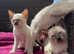 Siamese Kittens Pedigree GCCF registered