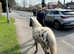 British Spotted Mare 36inch, loving and clever