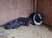 Adult female Guinea pig with 2 baby's